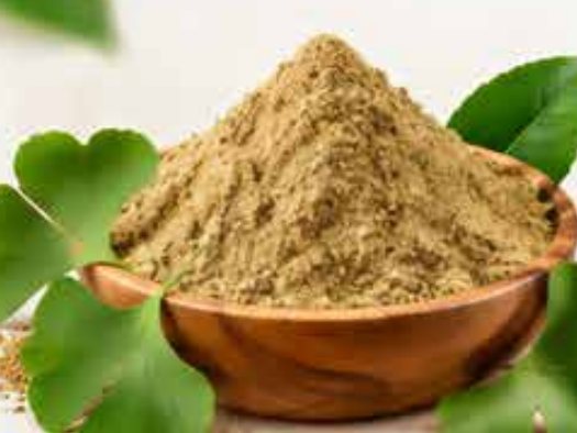 Ginkgo biloba en polvo